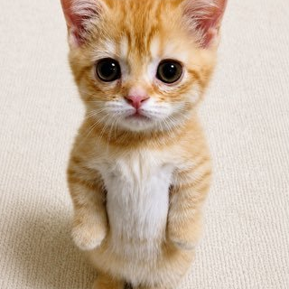 El Gato β the cutest cult leader on Solana